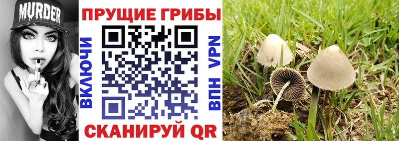 где продают наркотики  Опочка  Галлюциногенные грибы ЛСД 